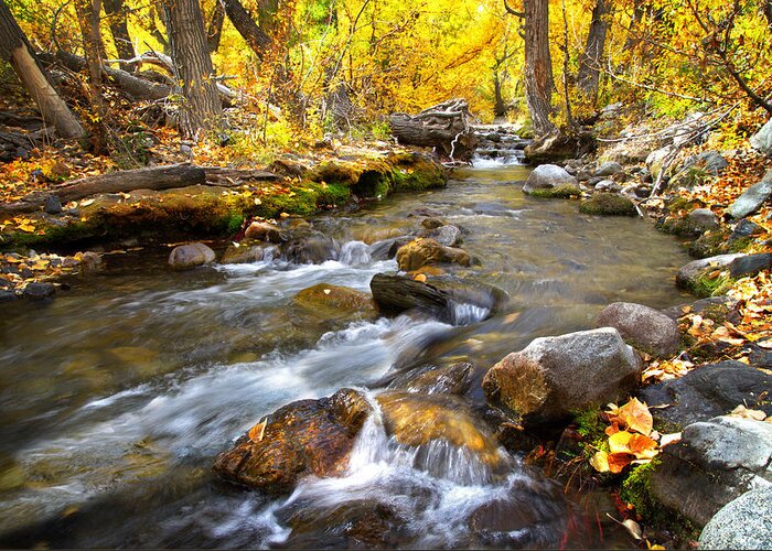 Fall Greeting Card featuring the photograph Fall Rush at McGee Creek by Lynn Bauer