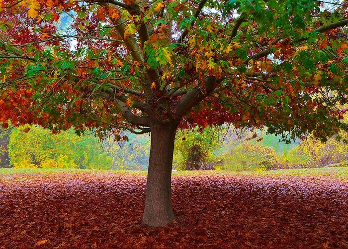 Fall Colors Greeting Card featuring the photograph Fall Tree View by Marilyn MacCrakin