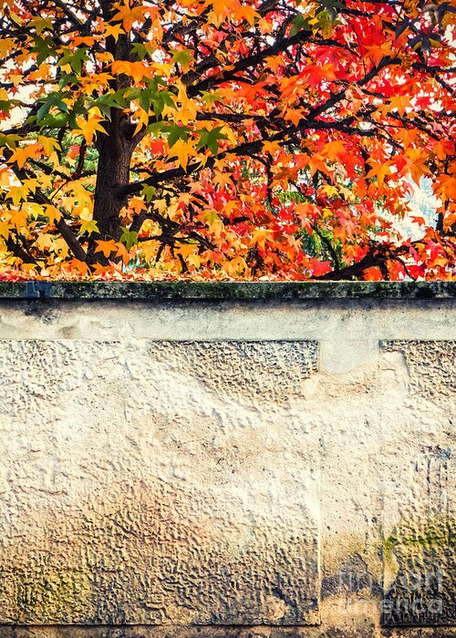 Abstract Greeting Card featuring the photograph Fall tree with wall by Silvia Ganora