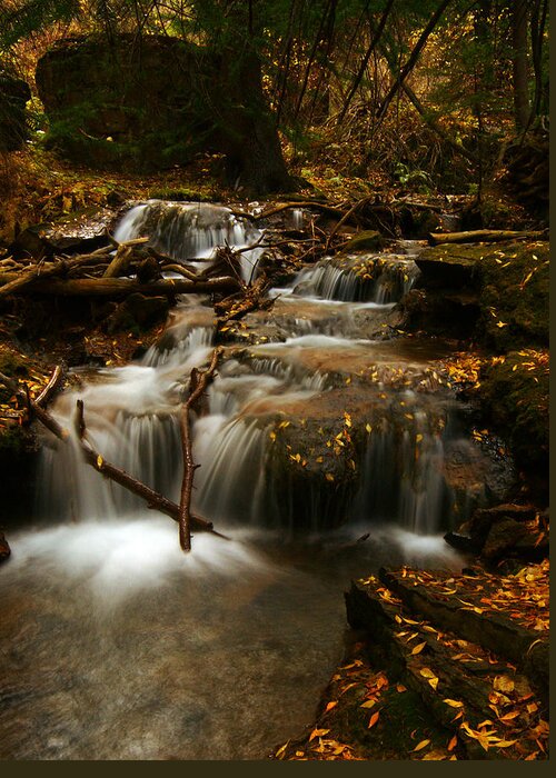 Colorado Greeting Card featuring the photograph Fall with Grace by Jeremy Rhoades