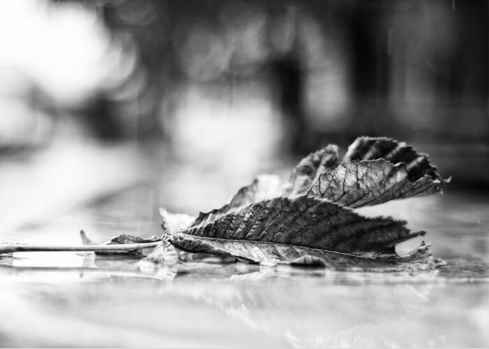 Leaves Greeting Card featuring the photograph Fallen Friendship by Miguel Winterpacht