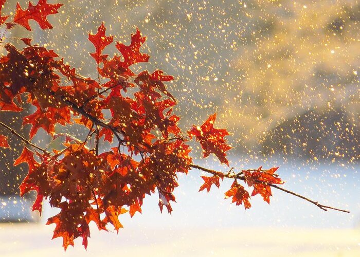Leaves Greeting Card featuring the photograph Falling Snow by Lori Frisch