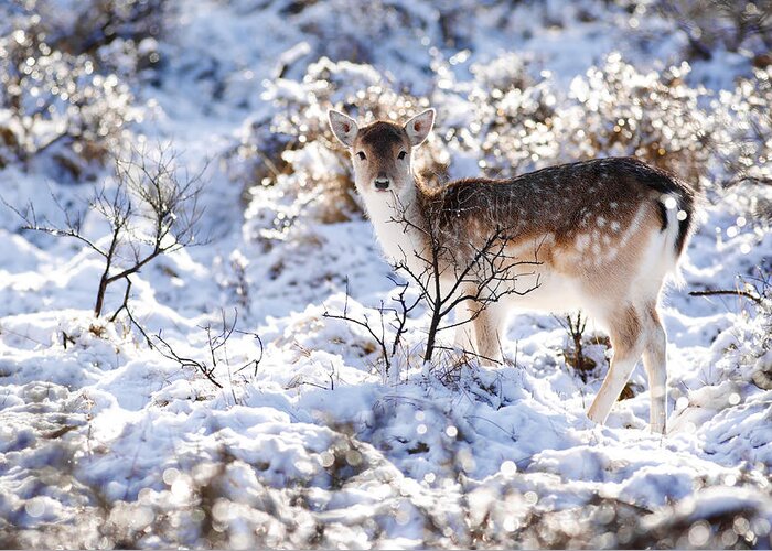Fallow Deer Greeting Card featuring the photograph Fallow Deer in Winter Wonderland by Roeselien Raimond