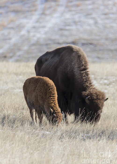 Animal Greeting Card featuring the photograph Bison Calf Having A Meal With Its Mother by Steve Triplett