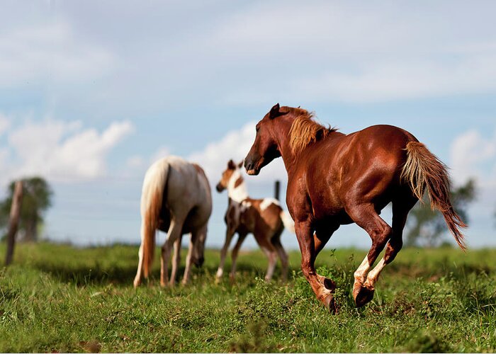 Horse Greeting Card featuring the photograph Family Of Horses by E.hanazaki Photography