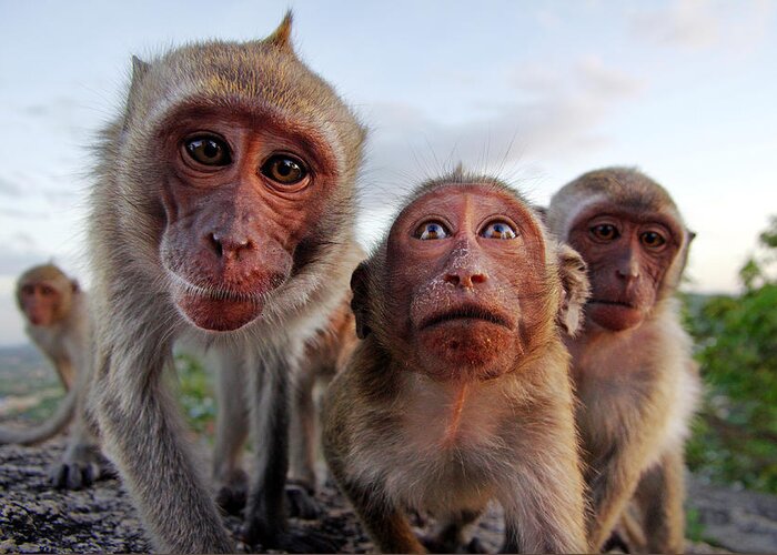 Monkey Greeting Card featuring the photograph Family of monkeys by Prasert Krainukul