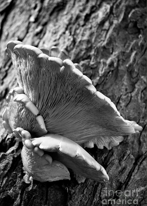 Nature Greeting Card featuring the photograph Fanning Oyster Mushrooms by Dianne Paul