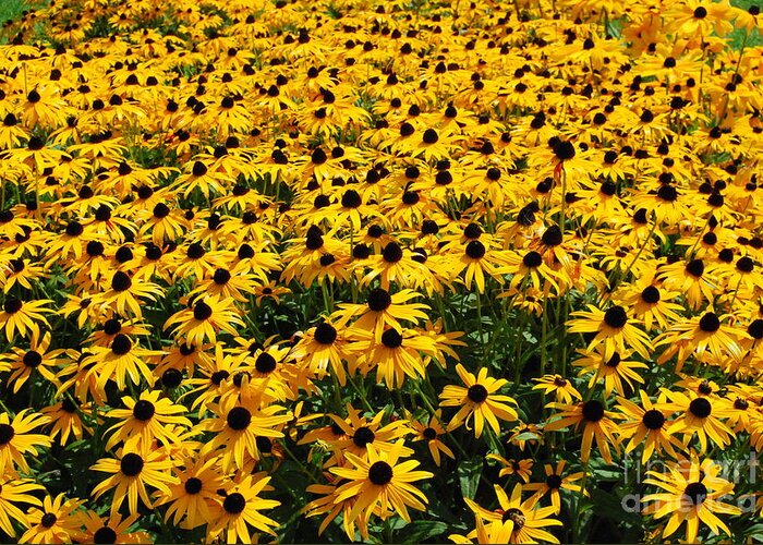 Field Of Yellow Flowers Greeting Card featuring the photograph Far as The Eye Can See by Eunice Miller