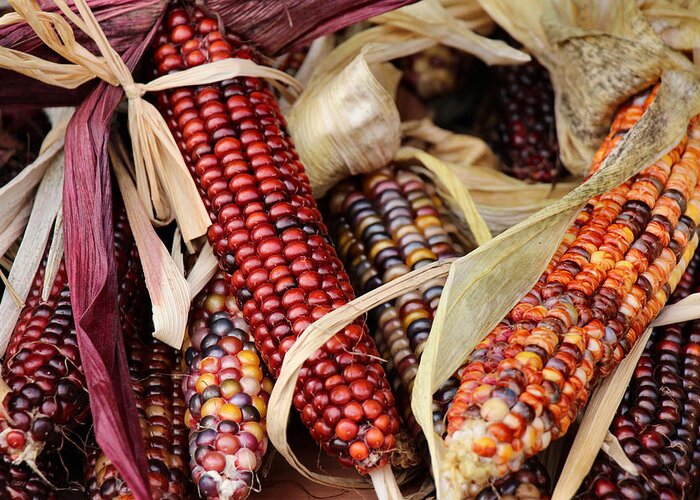 Fall Greeting Card featuring the photograph Farmer's Market Flint Corn by Rory Siegel