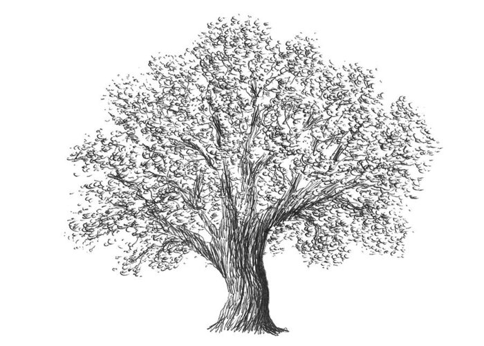 Father Greeting Card featuring the drawing Father Tree by Adam Vereecke