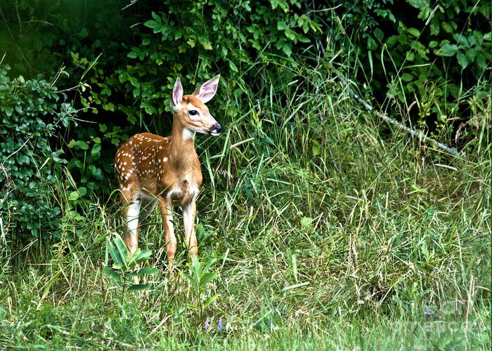 Deer Greeting Card featuring the photograph Fawn by Cheryl Baxter