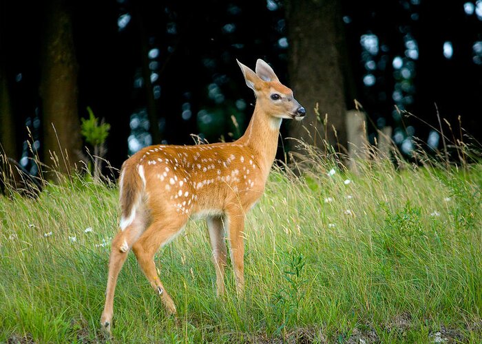 Fawn Greeting Card featuring the photograph Fawn by Shane Holsclaw