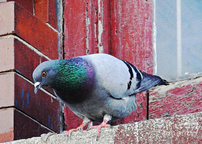 Bird Greeting Card featuring the photograph Fear of Flying by Sarah Loft