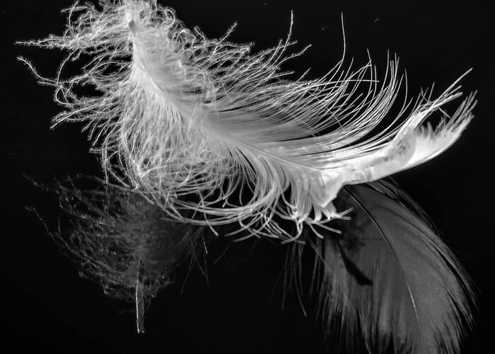 Airy Greeting Card featuring the photograph Feather by Brian Stevens