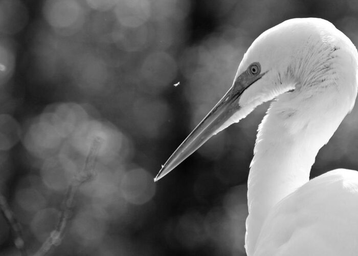 Egret Greeting Card featuring the photograph Feather fly away by Jessica Brown