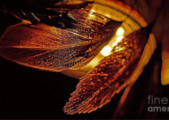 Feather Greeting Card featuring the photograph Feather In The Back Light by Eva-Maria Di Bella