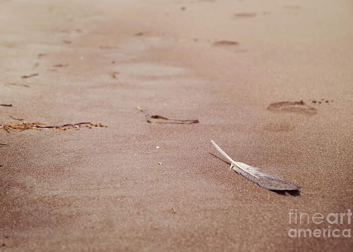 California Greeting Card featuring the photograph Feather on sand by Cindy Garber Iverson