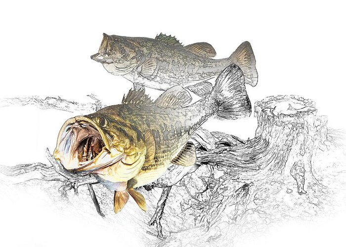 Fish Greeting Card featuring the photograph Feeding Largemouth Black Bass by Randall Nyhof