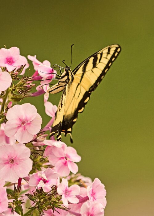 Eastern Tiger Swallowtail Butterfly Greeting Card featuring the photograph Feeding on the Phlox by Theo OConnor