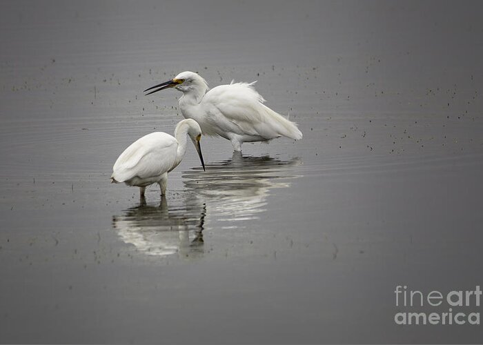Bolsa Chica Ecological Reserve Greeting Card featuring the photograph Feeding Snowy Egrets by Ronald Lutz