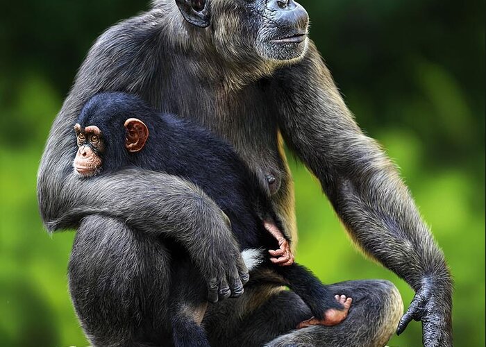 Chimpanzee Greeting Card featuring the digital art Female Chimpanzee With Young by Owen Bell