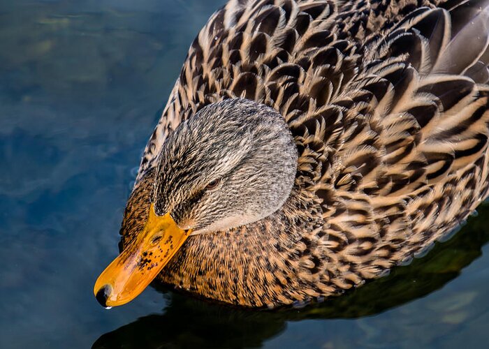 Duck Greeting Card featuring the photograph Female Duck by Andreas Berthold