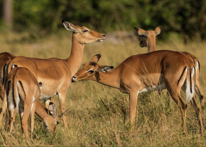 Kenya Greeting Card featuring the photograph Female Impalas Grooming by Manoj Shah