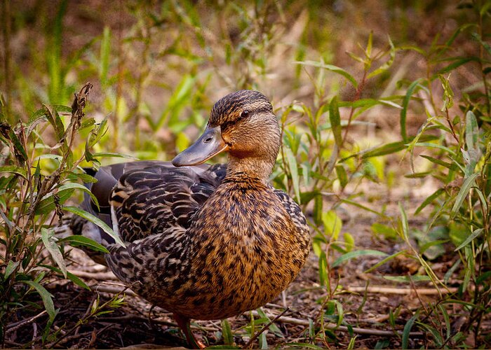 Female Greeting Card featuring the photograph Female Mallard by Melinda Fawver