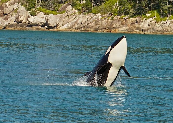 Animal Greeting Card featuring the photograph Female Orca Cheval Island Alaska by Michael W Rogers