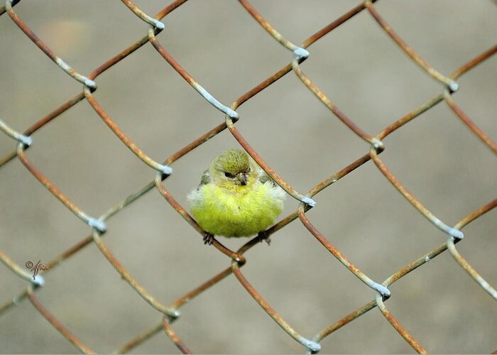 Bird Greeting Card featuring the photograph Fence Sitter by Arthur Fix