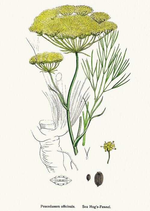 White Background Greeting Card featuring the digital art Fennel Plant Scientific Illustration by Mashuk