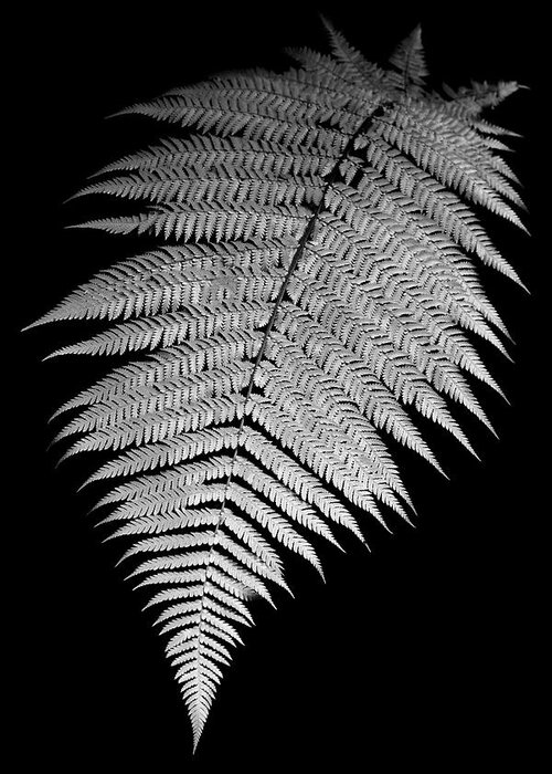 Plant Greeting Card featuring the photograph Fern by Alexey Stiop
