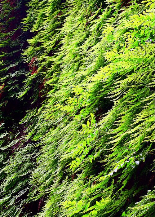 Fern Greeting Card featuring the photograph Fern Canyon by Jon Exley