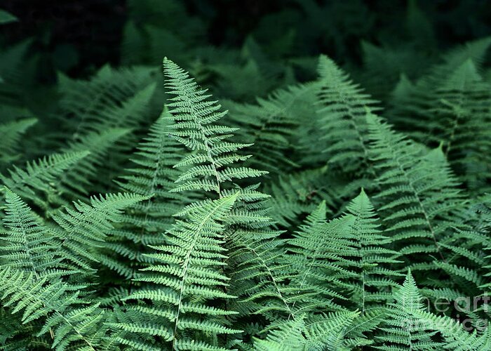 Ferns Greeting Card featuring the photograph Fern Forest by Stan Reckard