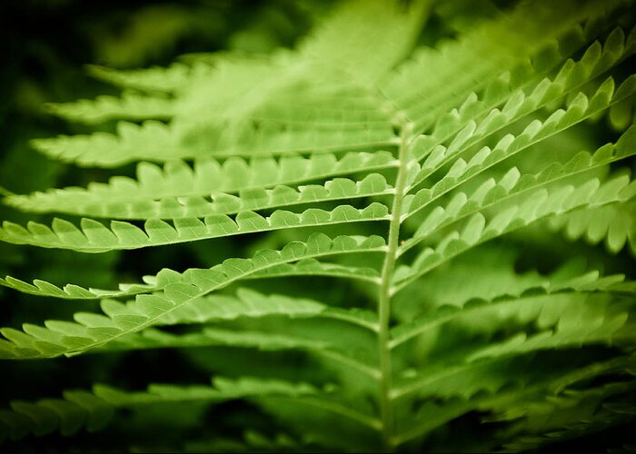 Green Greeting Card featuring the photograph Fern by Gabriel Lopez