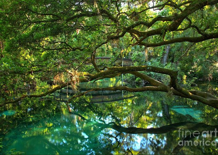 Juniper Springs Greeting Card featuring the photograph Fern Hammock by Adam Jewell