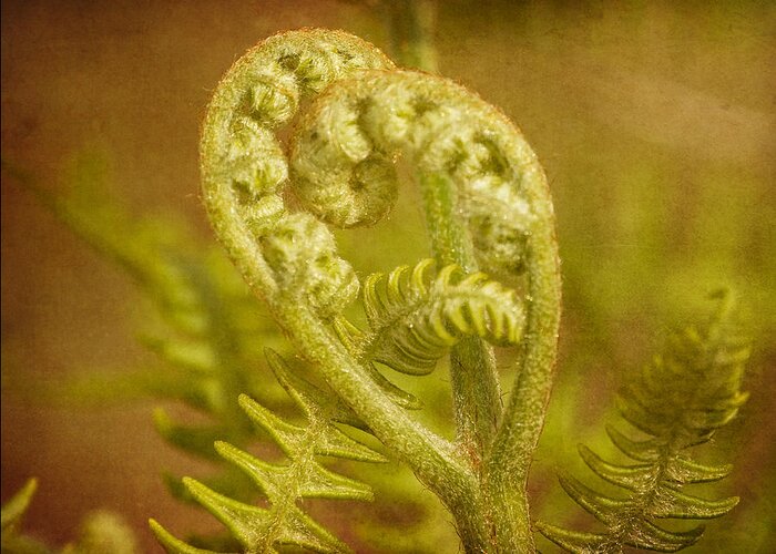 Fern Greeting Card featuring the photograph Fern Heart by Peggy Collins