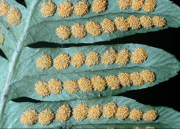 Close-up Greeting Card featuring the photograph Fern Sporangia by Perennou Nuridsany