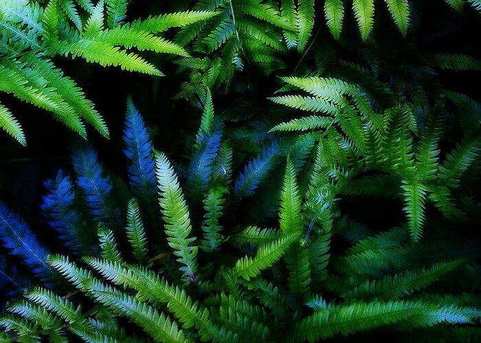 Plants Greeting Card featuring the digital art Ferns by Matthew Lindley