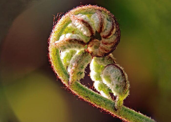 Ferns Greeting Card featuring the photograph Fiddlehead Fern by Peggy Collins