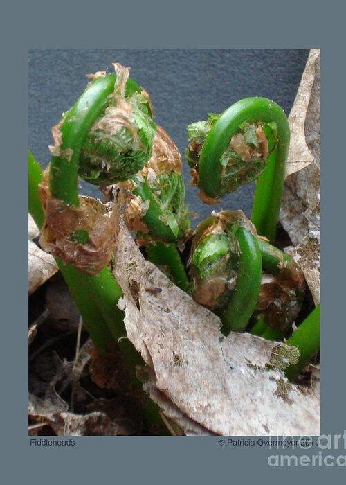 Fiddlehead Greeting Card featuring the photograph Fiddleheads by Patricia Overmoyer