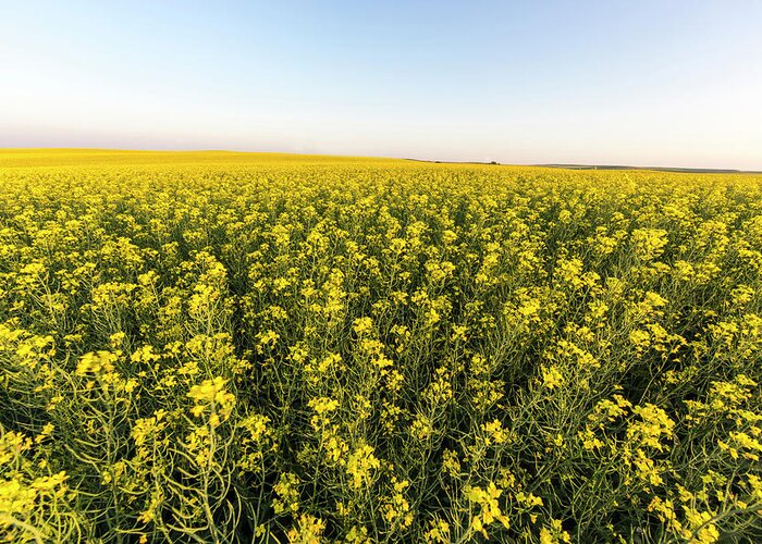 Agriculture Greeting Card featuring the photograph Field Of Flowering Canola Near Regent by Chuck Haney