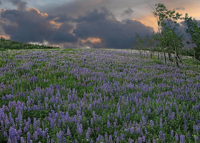 Landscape Greeting Card featuring the photograph Field of Lupine by Ed Hall