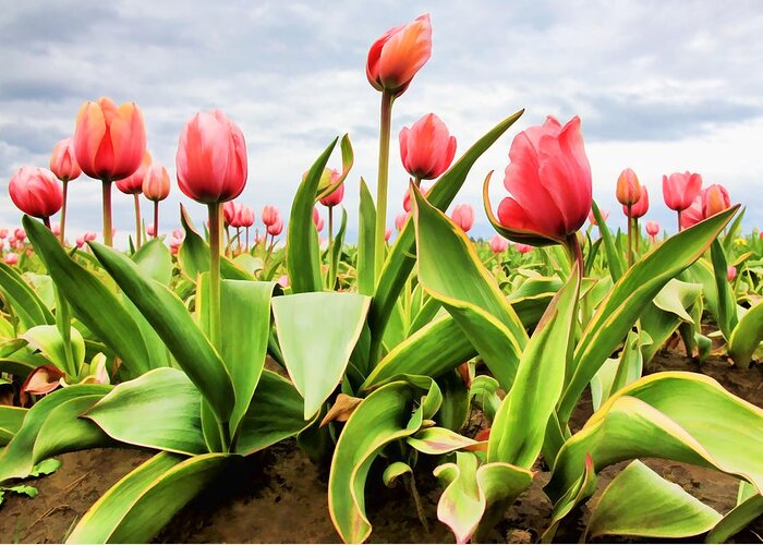 Tulips Greeting Card featuring the photograph Field of Pink Tulips by Athena Mckinzie