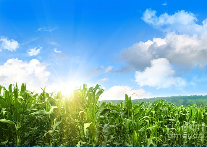 Agricultural Greeting Card featuring the photograph Field of young corn growing against blue sky by Sandra Cunningham