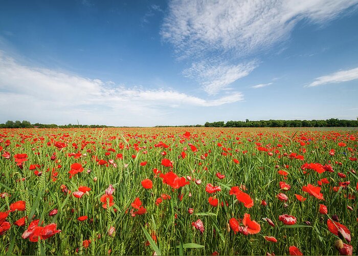 Outdoors Greeting Card featuring the photograph Field Poppy by Carlos Malvar