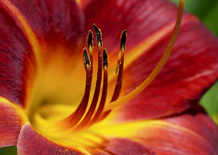Lily Greeting Card featuring the photograph Fiery Lily by Rona Black