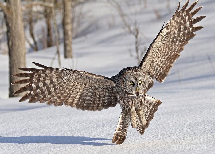 Owl Greeting Card featuring the photograph Final approach by Heather King