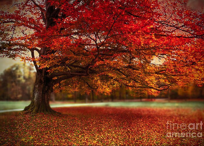 Autumn Greeting Card featuring the photograph Finest Fall by Hannes Cmarits