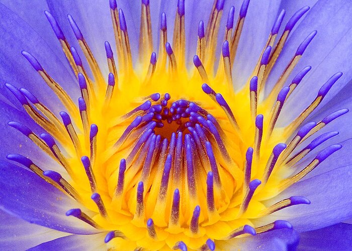 Lotus Flower Greeting Card featuring the photograph Fire and Water Lily by Rick Drent